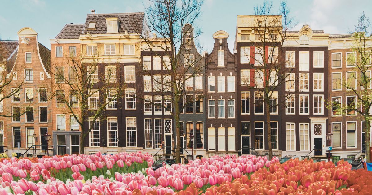 nice view of gardens of tulips and famous buildings in Netherlands