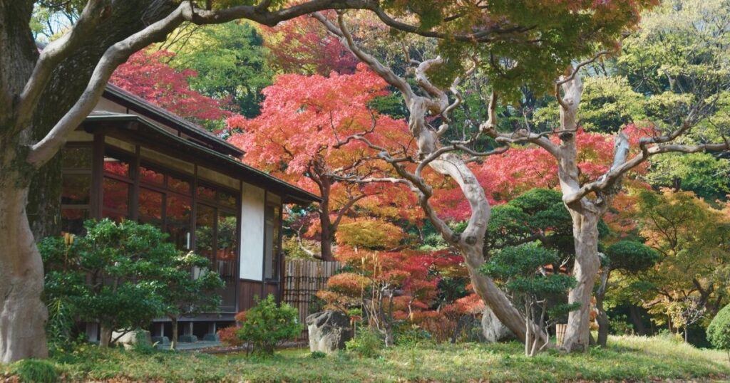 garden in Japan 
