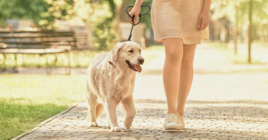 mujer nomada digital paseando con su perro