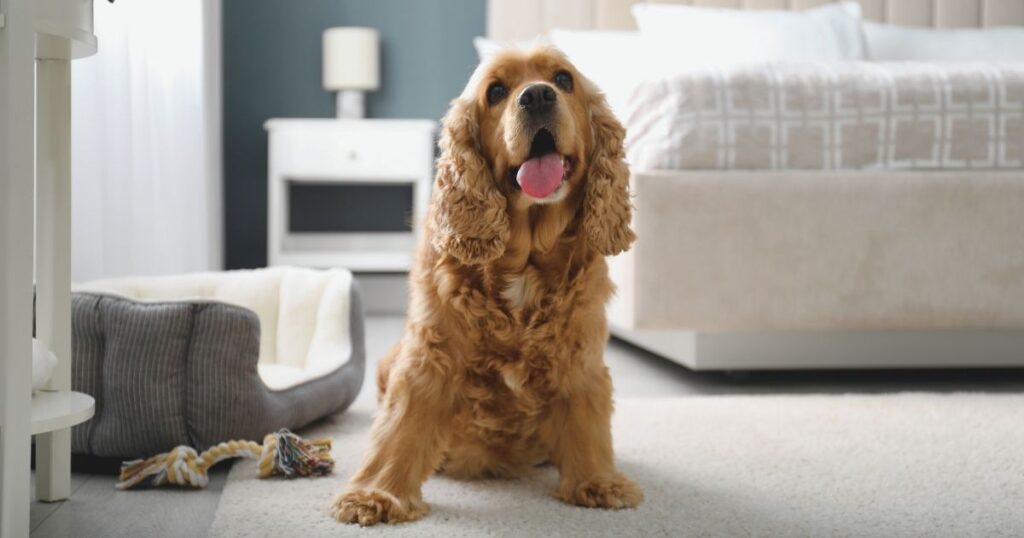 perro en un alojamiento pet friendly para nomadas digitales