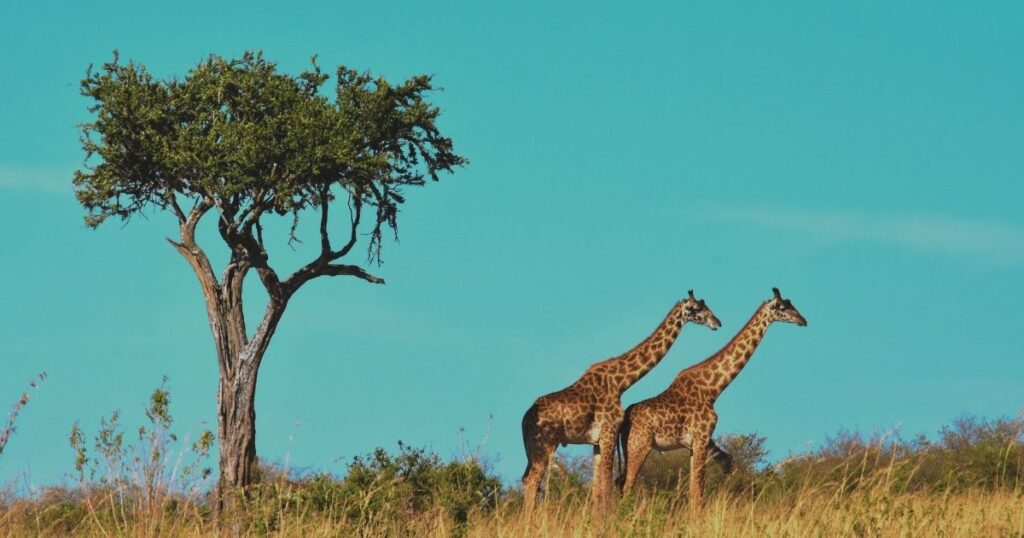 hermoso paisaje de girafas en Sudafrica
