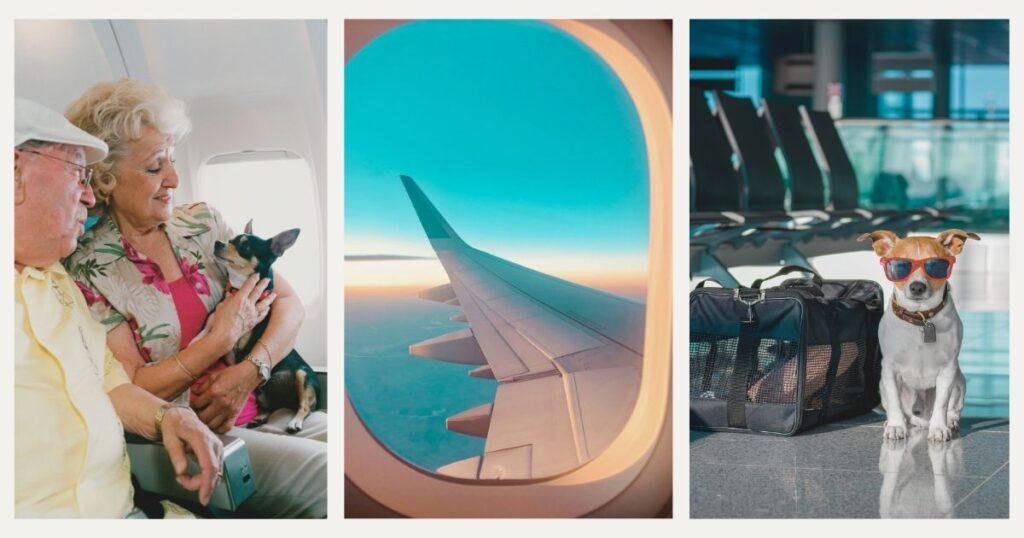 pareja viajando de avion con su perro