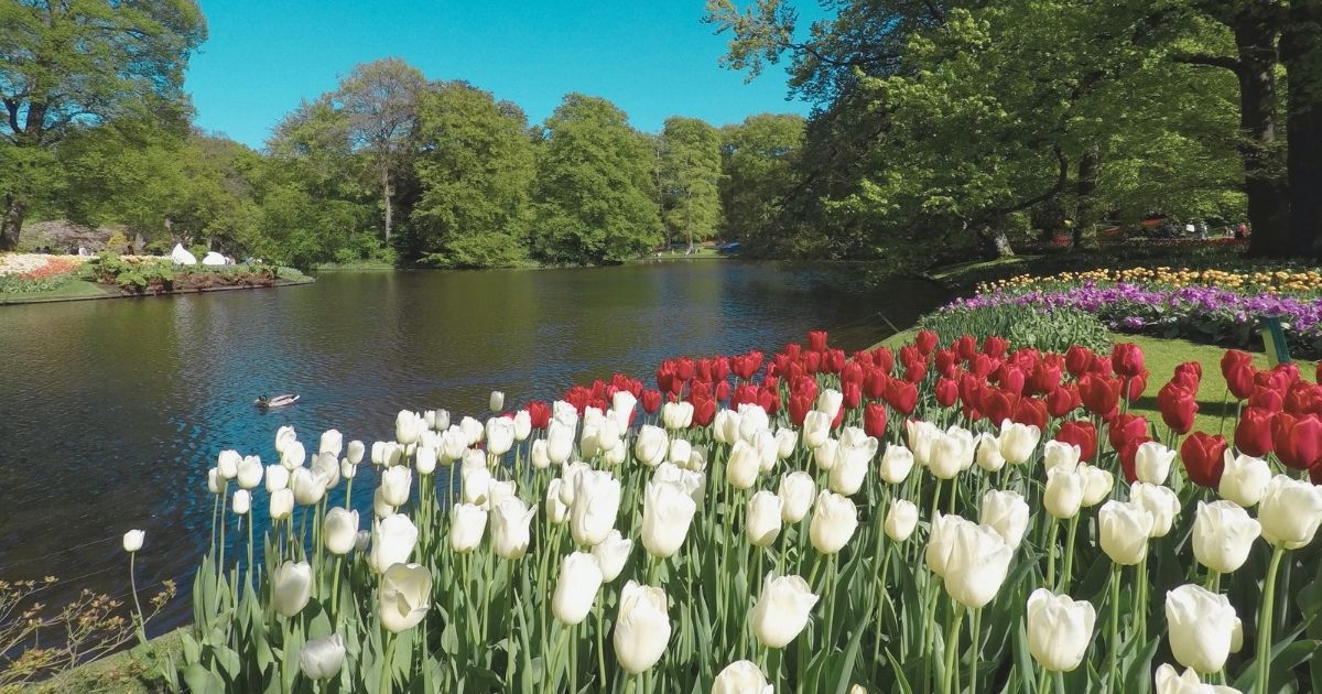 hermoso paisaje de tulipas en Paises Bajos