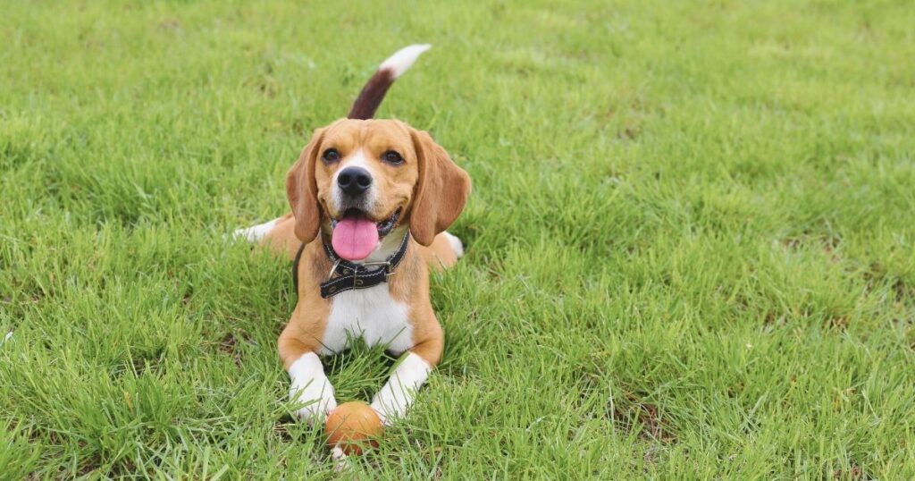 happy dog exploring parks in Barcelona