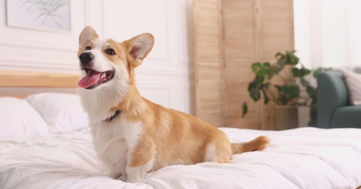 happy dog in a pet-friendly hotel in Barcelona