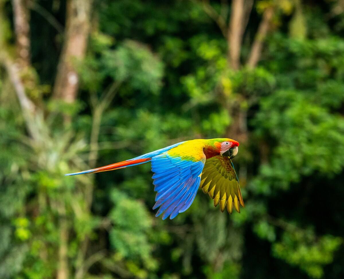 guacamaya-volando-requisitos-viajar-españa-costa-rica