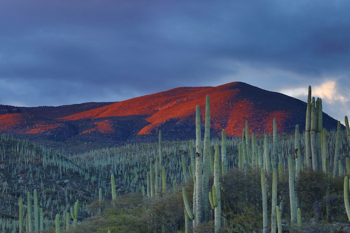 paisaje-arido-cactus-mejor-epoca-viajar-mexico