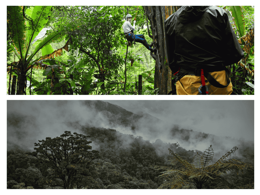 selva-escalada-arbol-montañas-lluviosas-mejor-epoca-viajar-costa-rica